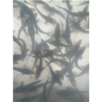 雅安中华鲟供应商 
