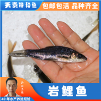 岩鲤鱼天贵水产基地直发品质很好欢迎前来考察