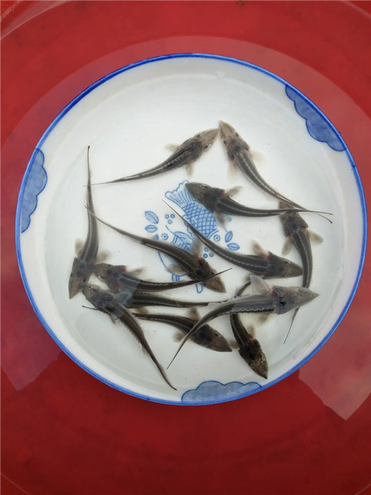 达州中华鲟厂家直销 