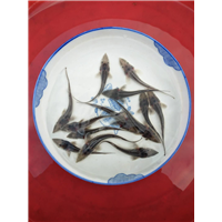 甘孜杂交鲟批发 