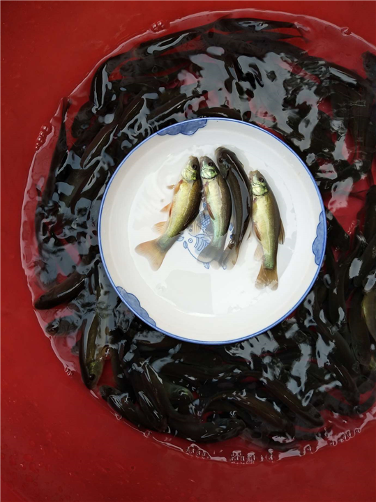 广安丁贵鱼苗批发 