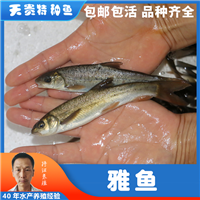 哪里的雅鱼味道正宗