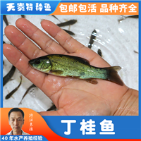 丁桂鱼多少钱一斤