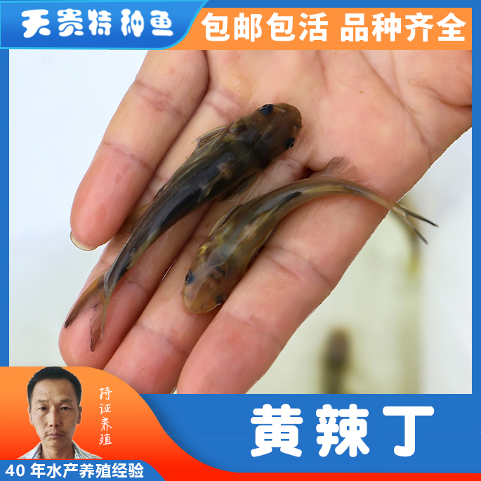 黄颡鱼苗批发价钱,黄辣丁出售