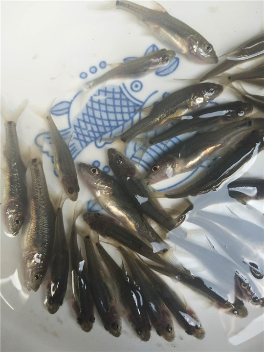 浙江鲈鲤-鲈鲤厂家 