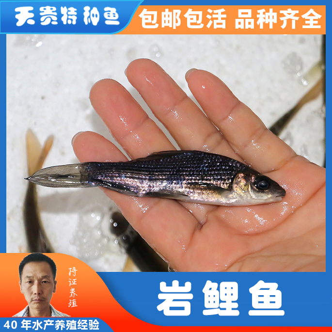 岩鲤鱼天贵水产基地直发品质很好欢迎前来考察