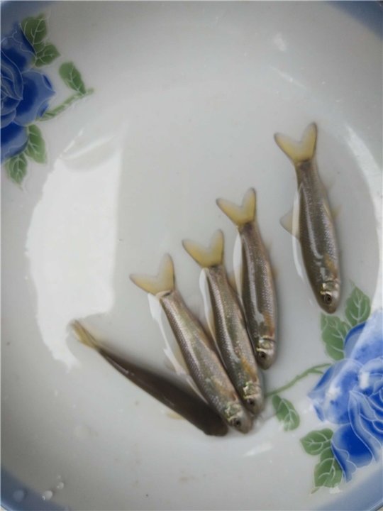 宜宾青龙捧多少钱 