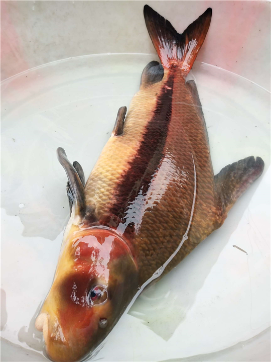 广安胭脂鱼价格 