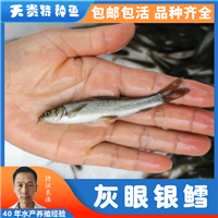 四川银鳕鱼 淡水鱼苗，欢迎来购