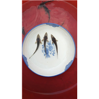 遂宁中华鲟价格 