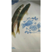 贵州鲈鲤-鲈鲤哪里有卖 
