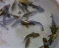 黄颡鱼苗批发-黄颡鱼苗4 