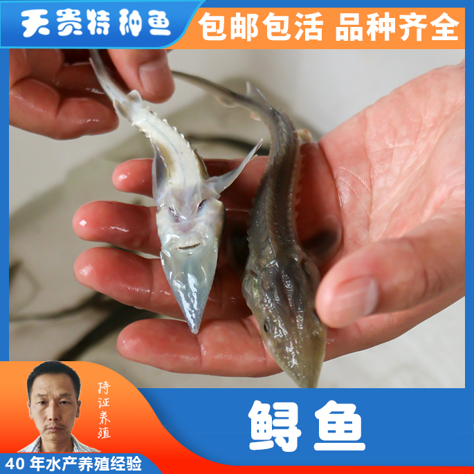 鲟鱼鱼苗价格是多少
