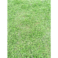 琼海市大叶油草皮┆文昌大叶油草坪种植基地
