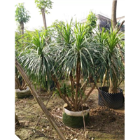 海南龙血树|海口龙血树种植基地