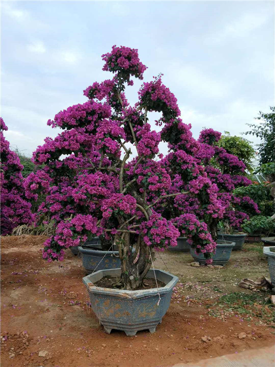 海南紫花三角梅球|海口紫花三角梅球价格
