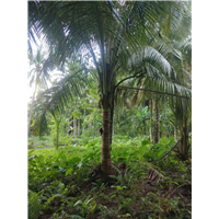 海南椰子树种植基地