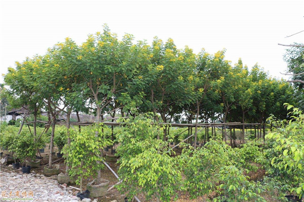 海南黄槐_海口黄槐树种植基地
