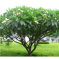 海口黄花鸡蛋花|海南黄花鸡蛋花价格