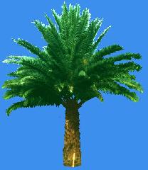 海南草皮--供应基地出售海南油棕 