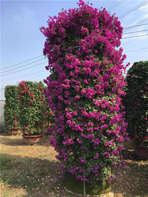 海南三角梅|海口优质三角梅种植基地
