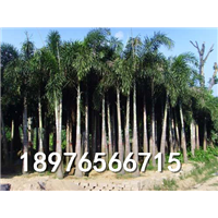 海南专业种植狐尾椰子树的基地