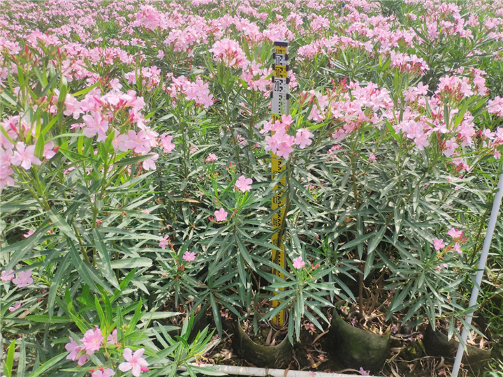 海南粉花夹竹桃