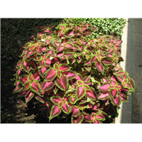 海南地被植物┆海口地被植物种植基地