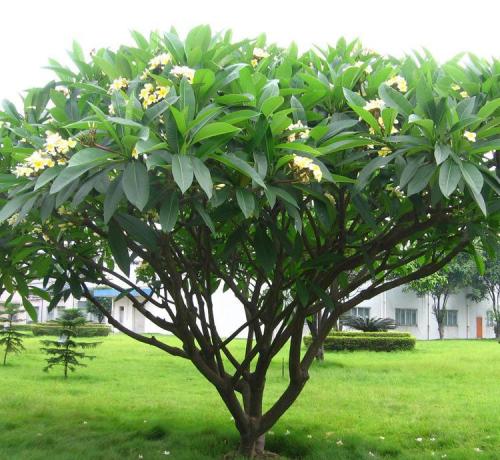海口黄花鸡蛋花|海南黄花鸡蛋花价格