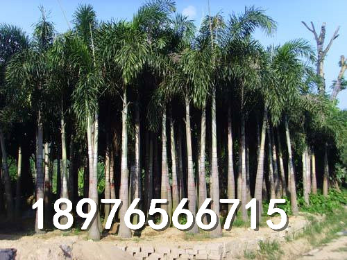 海南专业种植狐尾椰子树的基地