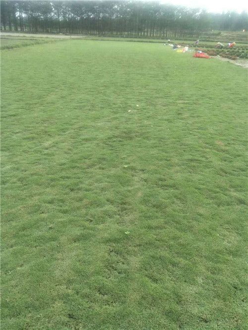 文昌专业种植台湾草皮┆琼海台湾草坪基地