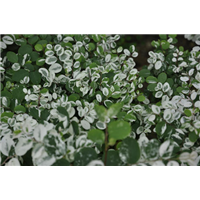 海南雪花木┆海口雪花木批发