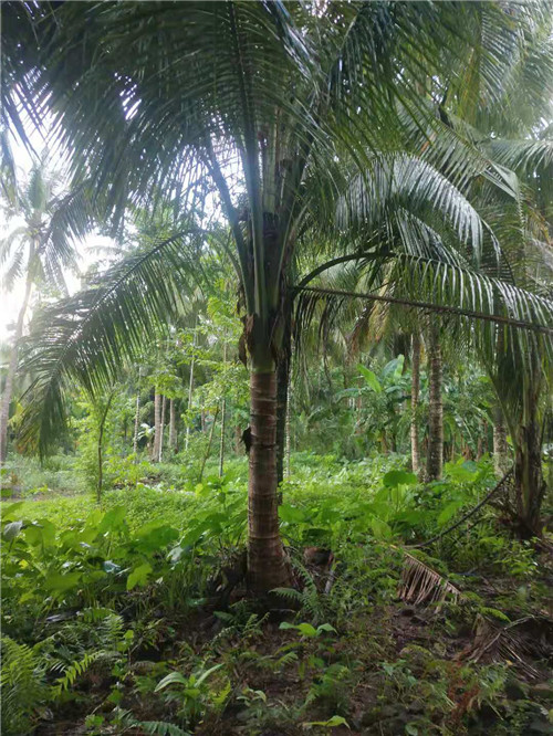 海南椰子树种植基地