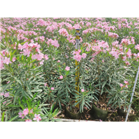 海南粉花夹竹桃