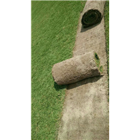 海南优质草皮┆海口草坪专用草种植户