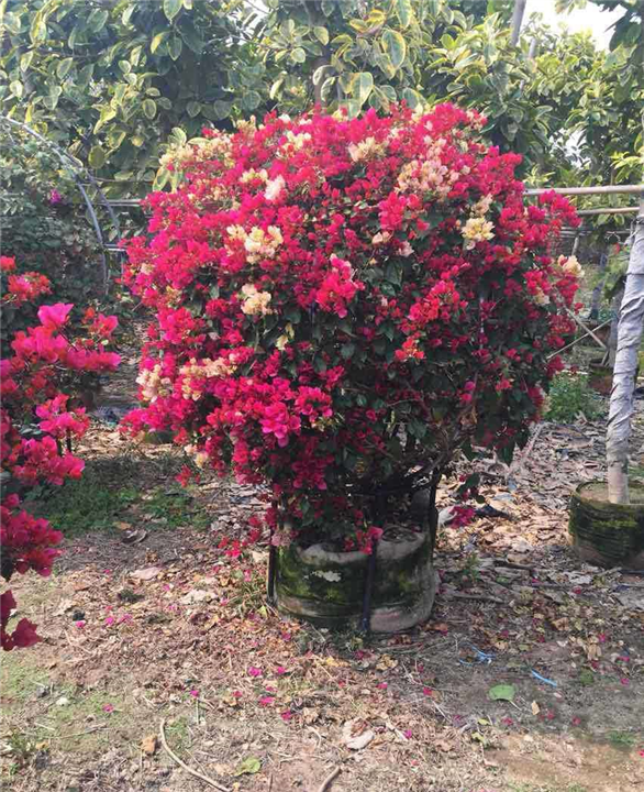 海口红花三角梅球|海南红花三角梅球种植场