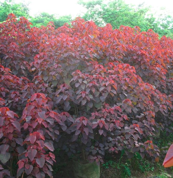 海南红叶乌桕_海口红叶乌桕种植场