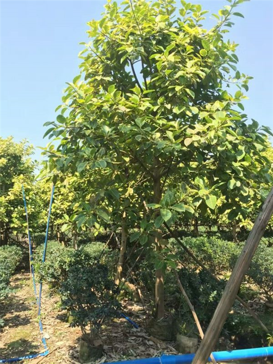 海口绿化苗木批发_海南绿化苗木种植场