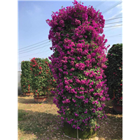 海南三角梅|海口优质三角梅种植基地