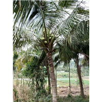 海南省海口市椰子树大型种植场