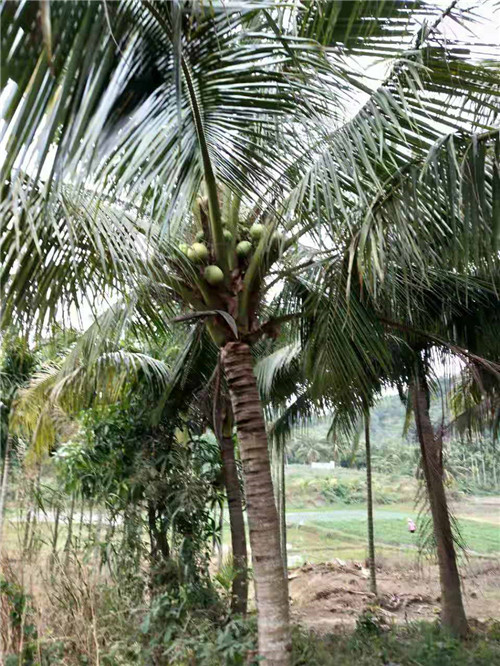 海南省海口市椰子树大型种植场