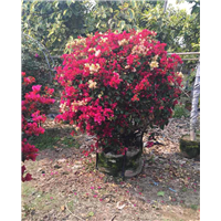 海口红花三角梅球|海南红花三角梅球种植场