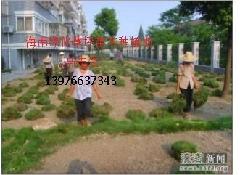 供应新坡海南草皮（海南草皮）