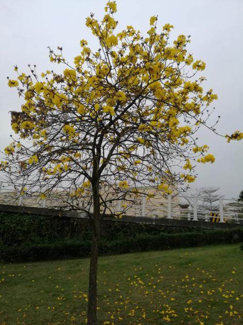 海南黄花风铃木|海口黄花风铃木价格