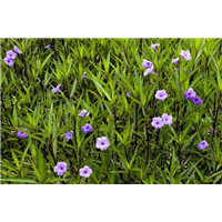 海南翠芦莉┆海口翠芦莉批发