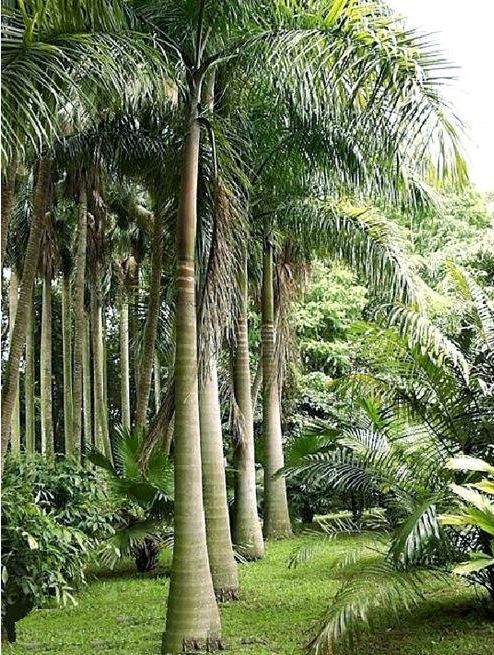 海南椰子树|海口椰子树种植基地