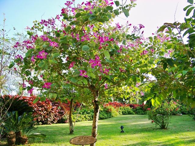 海南红花紫荆|海口红花紫荆批发