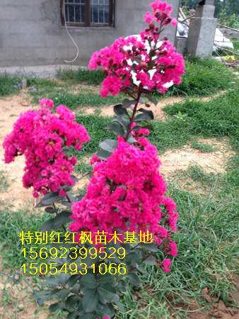 山东红叶紫薇 