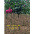 美国红乔薇 (3) 