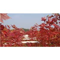 山东红枫